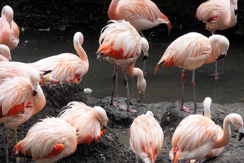 Chile-Flamingo mit einem Ei im Nest sowie unbebrütetes Ei im Wasser am 29. August 2025 in der Aralandia-Voliere im Wuppertaler Zoo