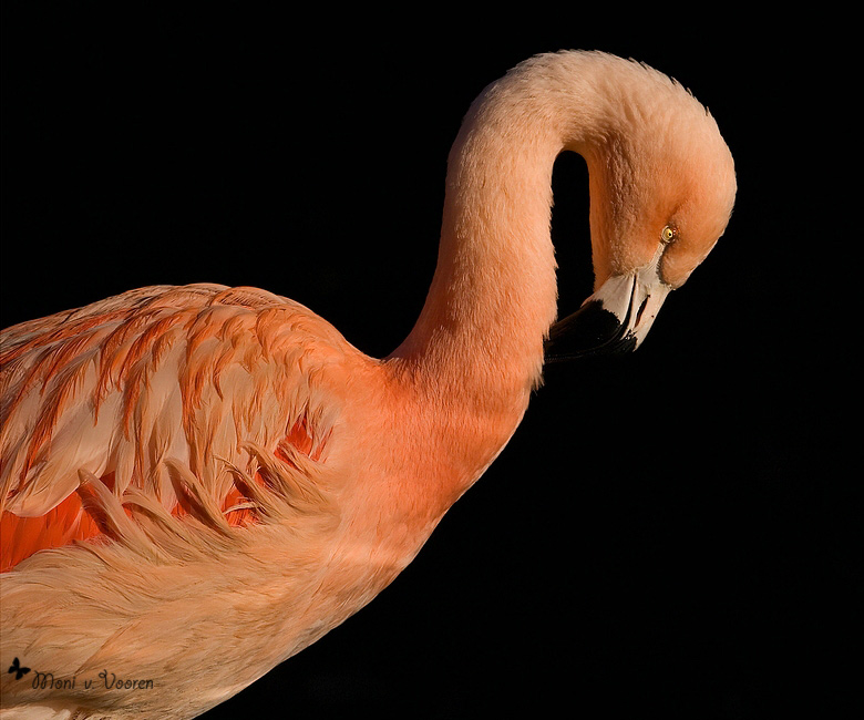 Chile-Flamingo im Zoo Wuppertal (Foto Moni von Vooren)