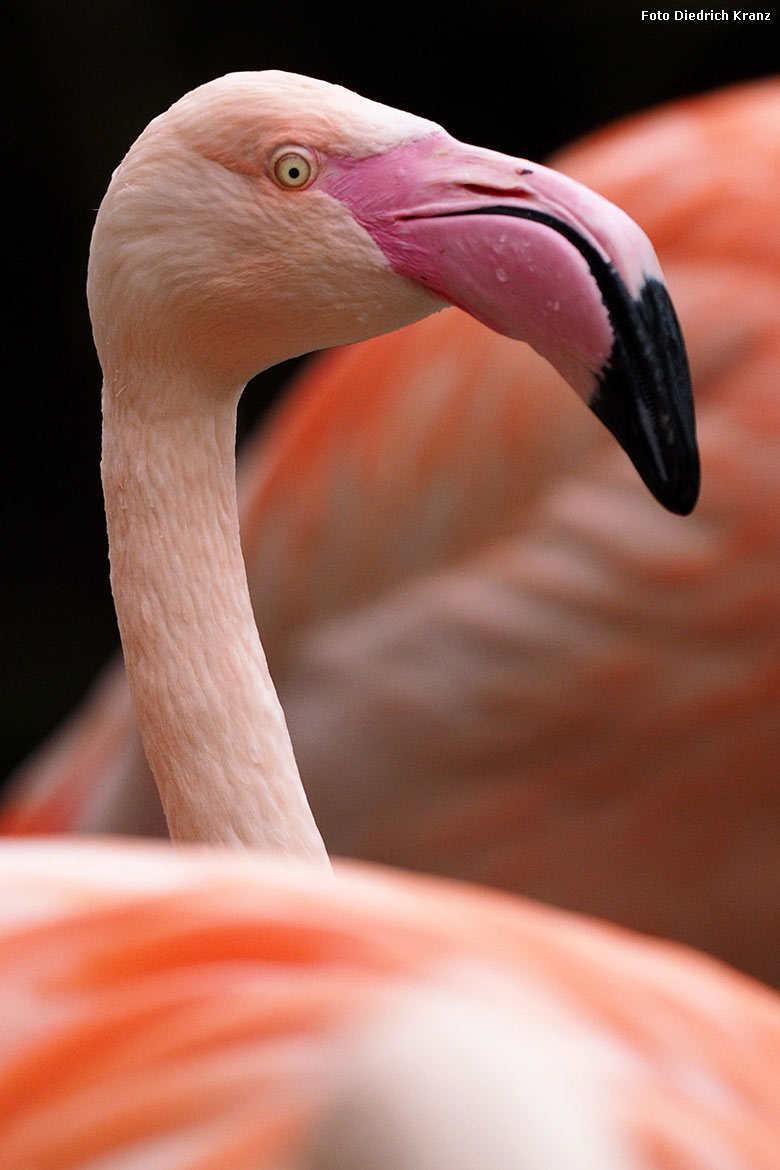 Rosaflamingo am 23. März 2016 im Grünen Zoo Wuppertal (Foto Diedrich Kranz)