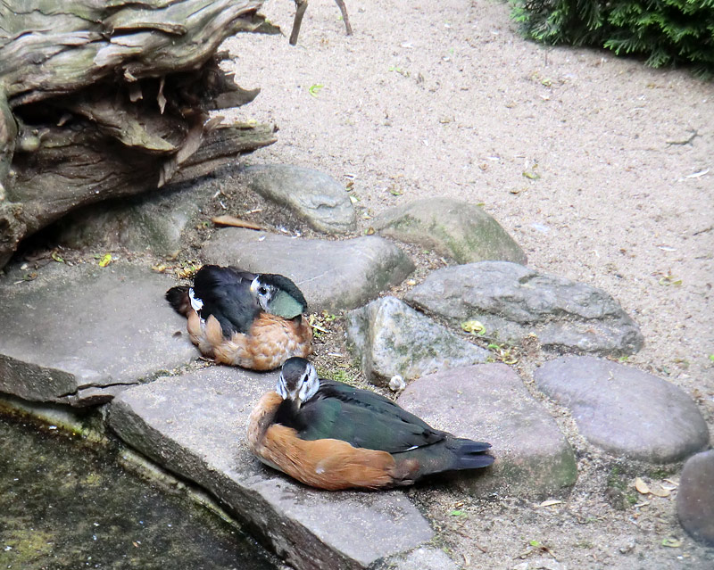 Afrikanische Zwergglanzgänse im Zoo Wuppertal im Juli 2011