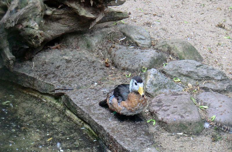 Afrikanische Zwergglanzgans im Wuppertaler Zoo im Juli 2011