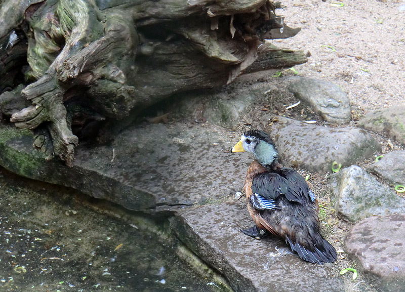 Afrikanische Zwergglanzgans im Zoo Wuppertal im Juli 2011