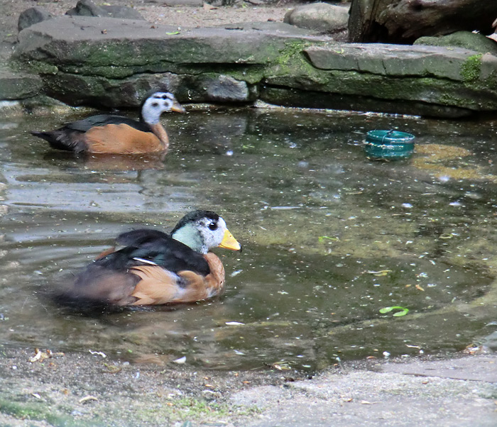 Afrikanische Zwergglanzgänse im Wuppertaler Zoo im Juli 2011