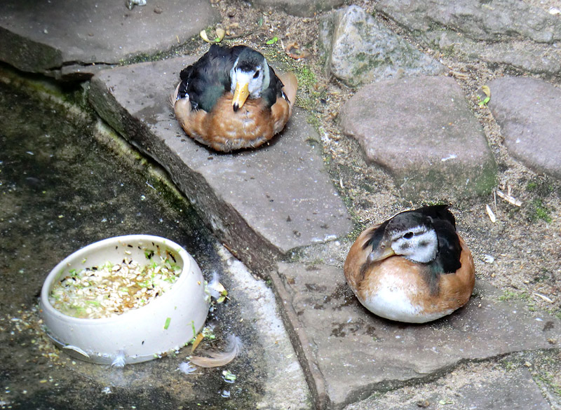 Afrikanische Zwergglanzgänse im Zoo Wuppertal im Juli 2011