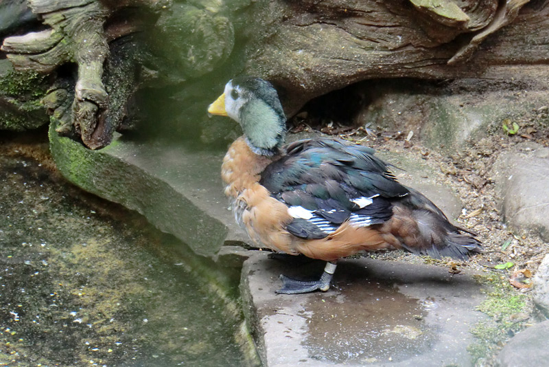 Afrikanische Zwergglanzgans im Wuppertaler Zoo im Juli 2011