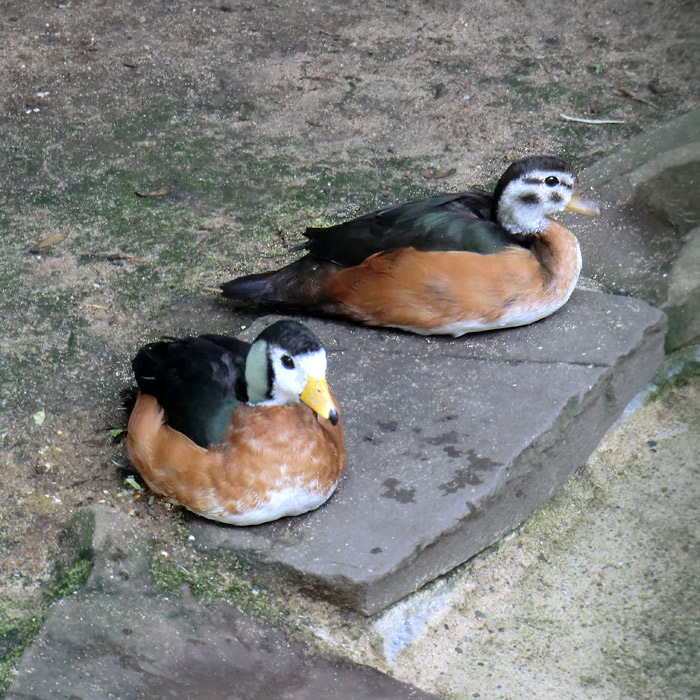 Afrikanische Zwergglanzgänse im Wuppertaler Zoo im Juli 2011