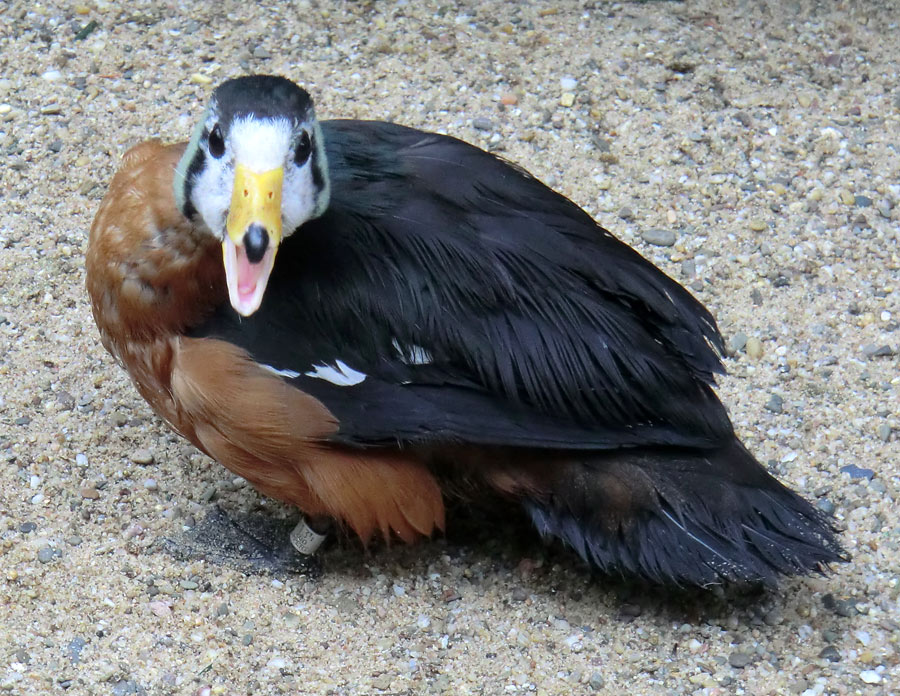 Afrikanische Zwergglanzgans im Wuppertaler Zoo im April 2012