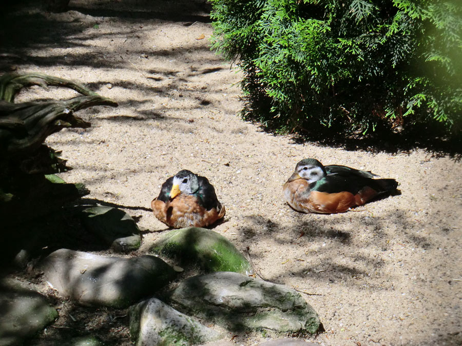 Afrikanische Zwergglanzgänse im Wuppertaler Zoo im Juni 2012