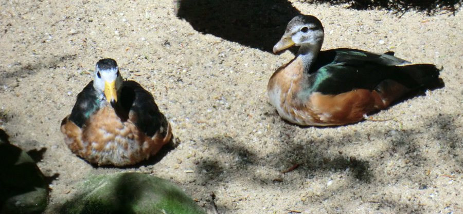 Afrikanische Zwergglanzgänse im Zoologischen Garten Wuppertal im Juni 2012