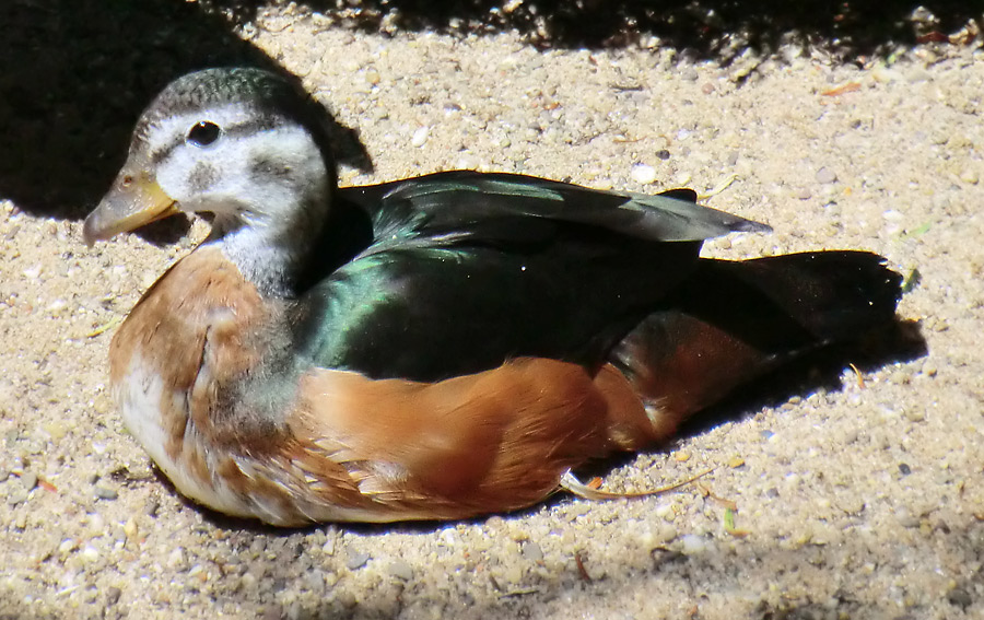 Afrikanische Zwergglanzgans im Zoologischen Garten Wuppertal im Juni 2012