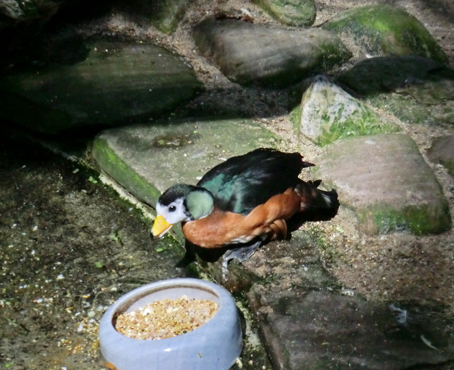 Afrikanische Zwergglanzgans im Wuppertaler Zoo im Juli 2012