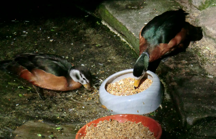 Afrikanische Zwergglanzgänse im Zoo Wuppertal im Juli 2012