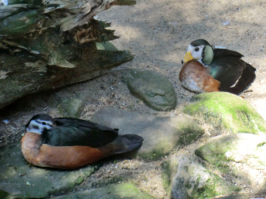 Afrikanische Zwergglanzgänse im Wuppertaler Zoo im Juli 2012