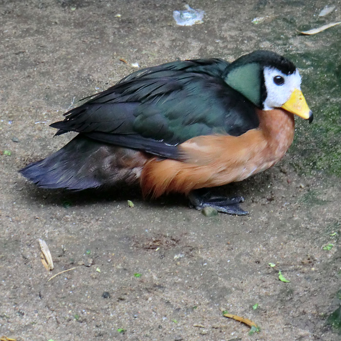 Afrikanische Zwergglanzgans im Wuppertaler Zoo im August 2012