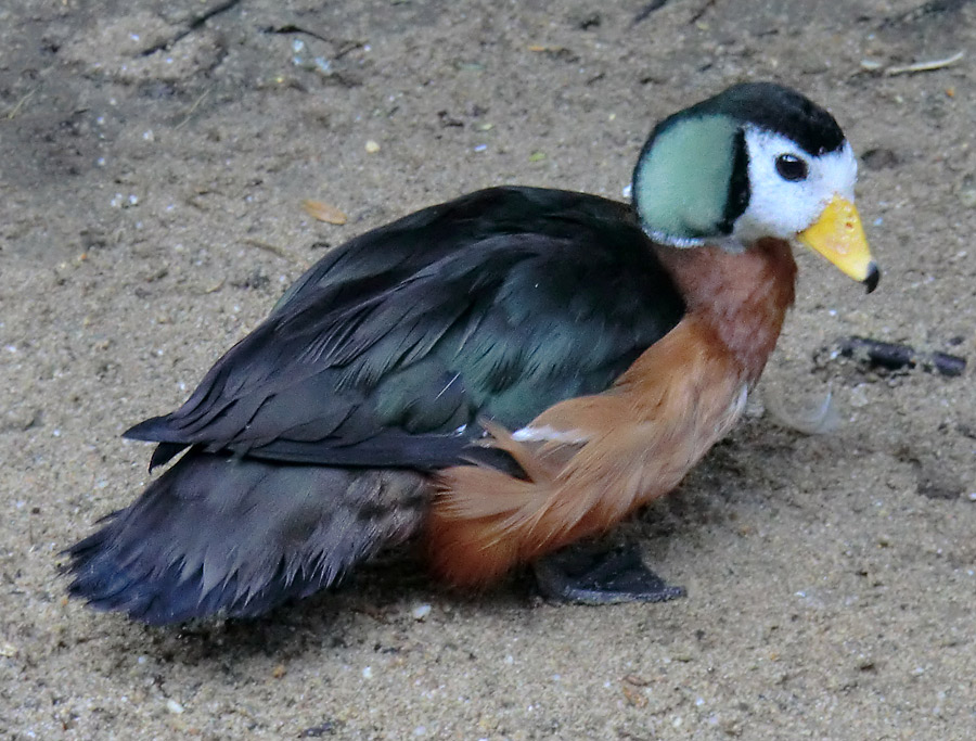 Afrikanische Zwergglanzgans im Wuppertaler Zoo im August 2012