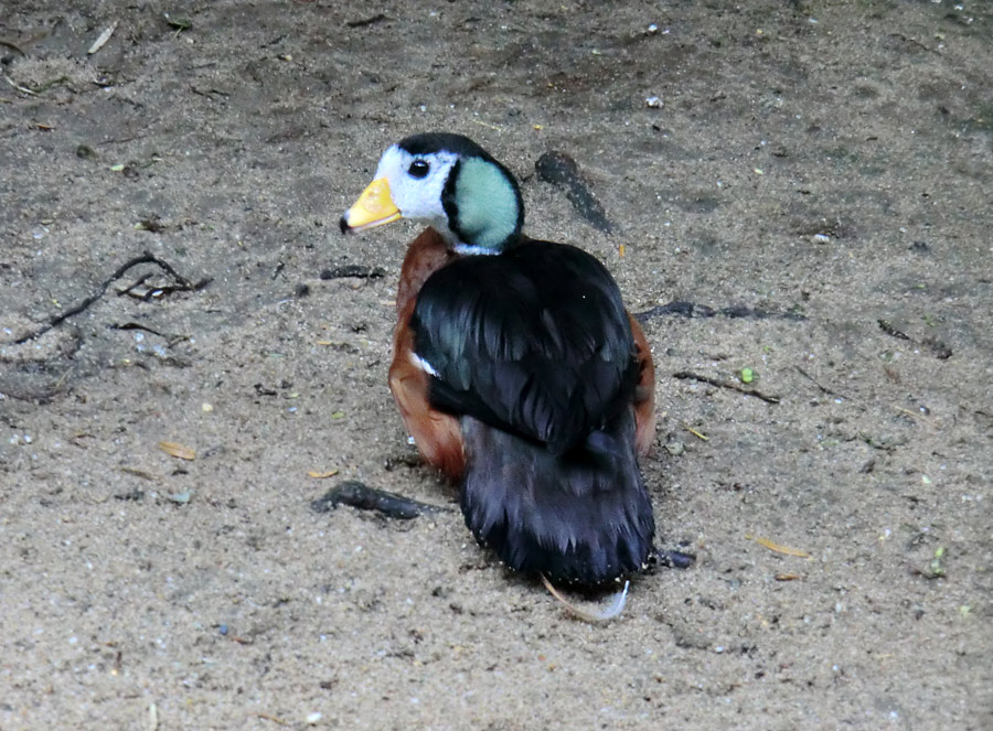 Afrikanische Zwergglanzgans im Zoologischen Garten Wuppertal im August 2012