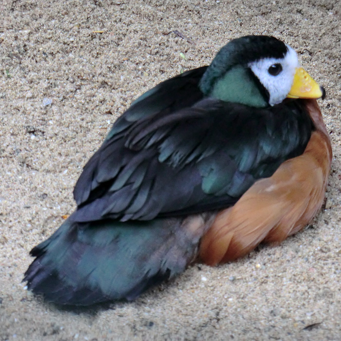 Afrikanische Zwergglanzgans im Wuppertaler Zoo im August 2012