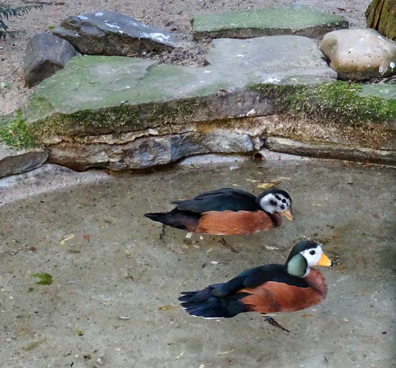 Afrikanische Zwergglanzgänse am 6. Mai 2016 im Grünen Zoo Wuppertal