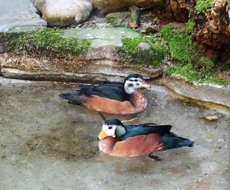 Afrikanische Zwergglanzgänse am 6. Mai 2016 im Wuppertaler Zoo