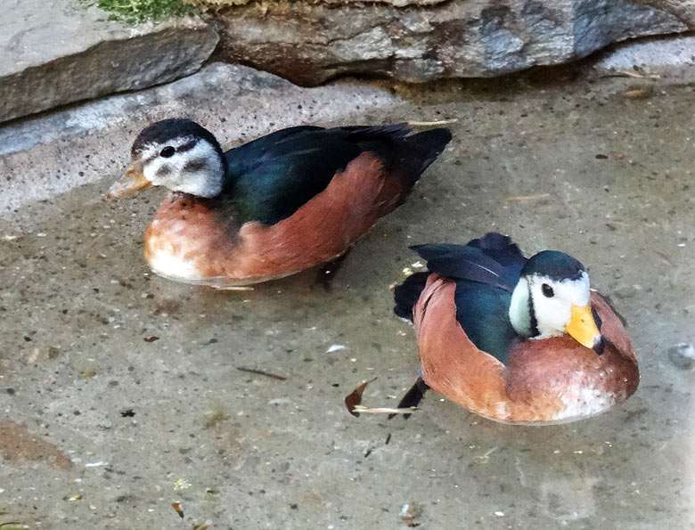 Afrikanische Zwergglanzgänse am 6. Mai 2016 im Zoologischen Garten Wuppertal