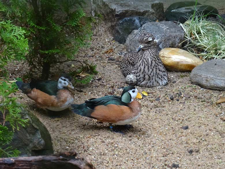 Ein Paar Afrikanische Zwergglanzgänse am 28. Mai 2017 im Zoo Wuppertal