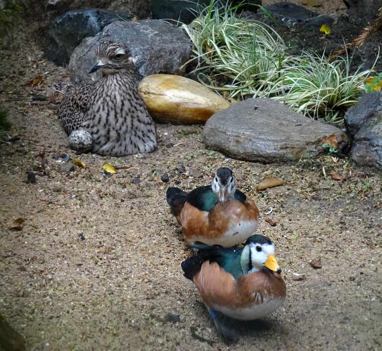 Ein Paar Afrikanische Zwergglanzgänse am 28. Mai 2017 im Grünen Zoo Wuppertal