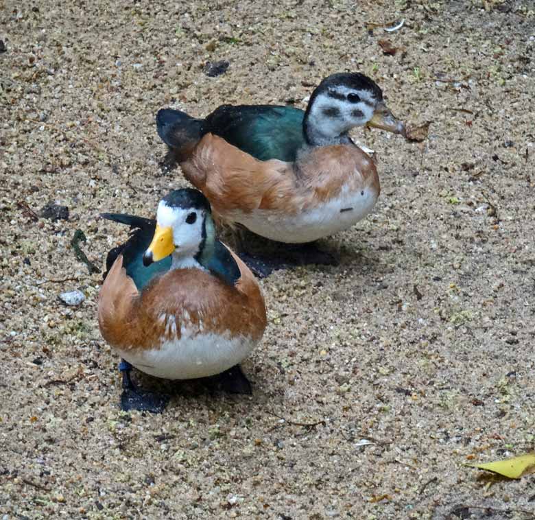 Ein Paar Afrikanische Zwergglanzgänse am 28. Mai 2017 im Zoologischen Garten der Stadt Wuppertal