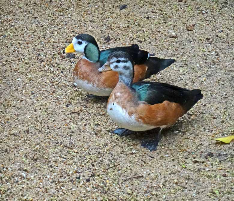 Afrikanisches Zwergglanzgans Männchen (hinten) und Weibchen (vorn) am 28. Mai 2017 im Wuppertaler Zoo