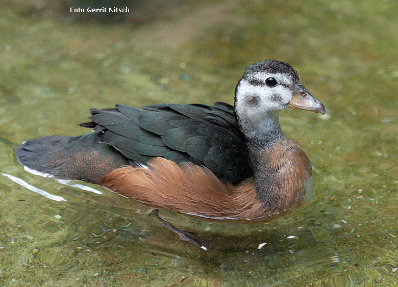 Weibliche Afrikanische Zwergglanzgans am 26. Juli 2018 in der Außenvoliere am Vogelhaus im Zoologischen Garten Wuppertal (Foto Gerrit Nitsch)