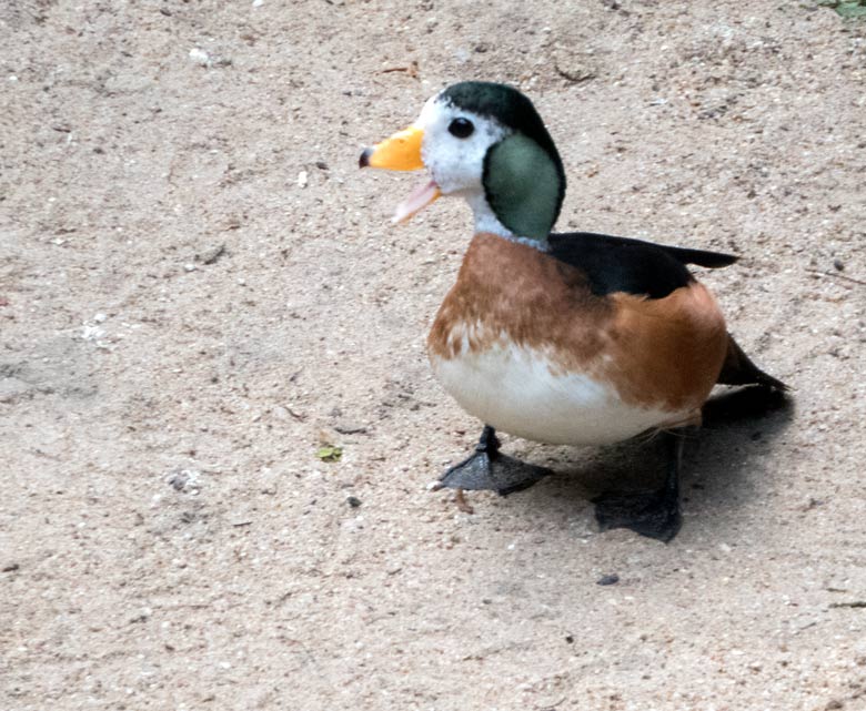 Erpel der Afrikanischen Zwergglanzgans am 11. August 2018 in der Voliere am Vogelhaus im Grünen Zoo Wuppertal