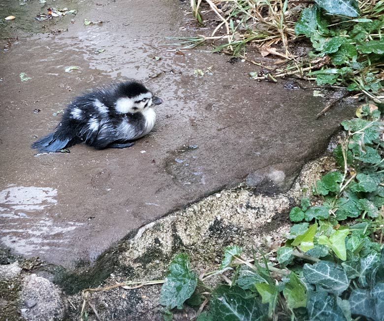 Afrikanisches Zwergglanzgans-Küken am 12. August 2018 in der Voliere am Vogelhaus im Zoologischen Garten der Stadt Wuppertal