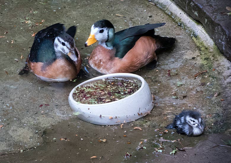 Afrikanisches Zwergglanzgans-Paar mit Küken am 12. August 2018 in der Voliere am Vogelhaus im Zoo Wuppertal