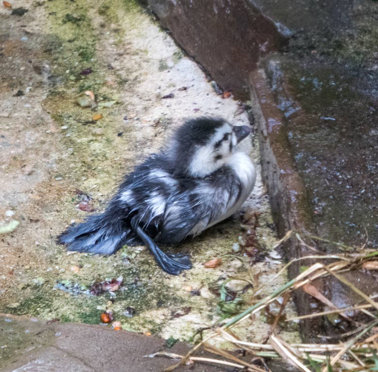 Afrikanisches Zwergglanzgans-Küken am 12. August 2018, seinem zweiten und gleichzeitig letzten Lebenstag, in der Voliere am Vogelhaus im Grünen Zoo Wuppertal