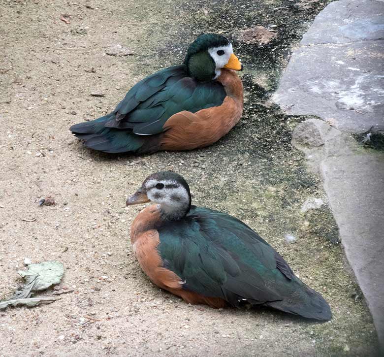 Afrikanisches Zwergglanzgans-Paar am 17. Juni 2020 in einer Außenvoliere am Vogel-Haus im Wuppertaler Zoo