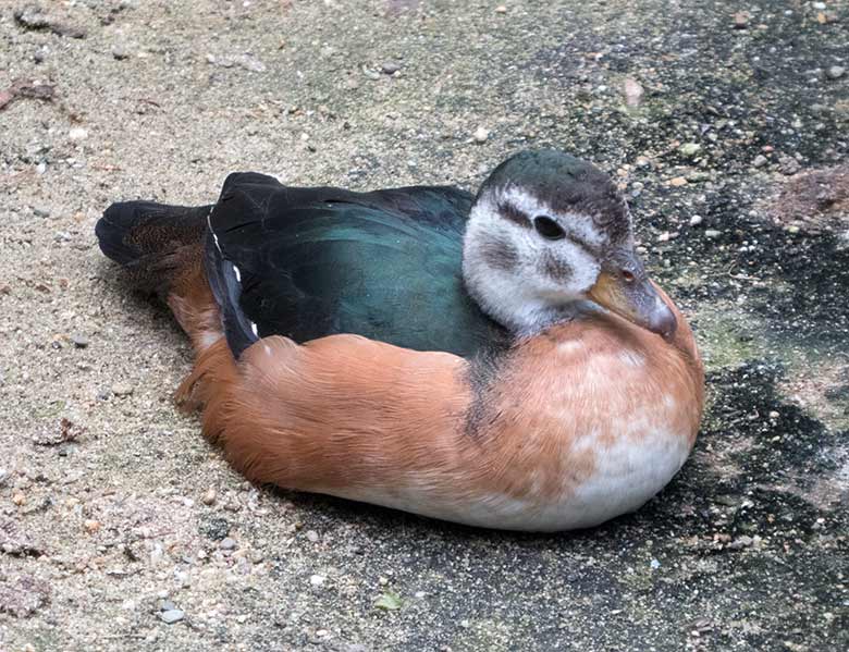 Weibliche Afrikanische Zwergglanzgans am 17. Juni 2020 in einer Außenvoliere am Vogel-Haus im Zoo Wuppertal