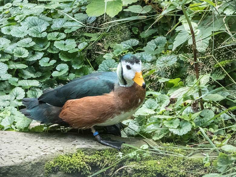 Männliche Afrikanische Zwergglanzgans am 15. Juli 2020 in der Außenvoliere am Vogel-Haus im Grünen Zoo Wuppertal