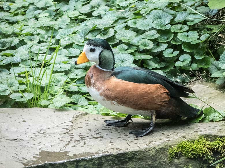 Afrikanisches Zwergglanzgans-Männchen am 15. Juli 2020 in der Außenvoliere am Vogel-Haus im Zoologischen Garten Wuppertal