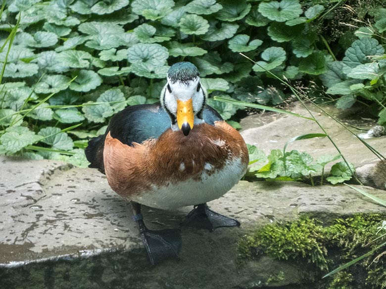 Afrikanischer Zwergglanzgans-Erpel am 15. Juli 2020 in der Außenvoliere am Vogel-Haus im Wuppertaler Zoo