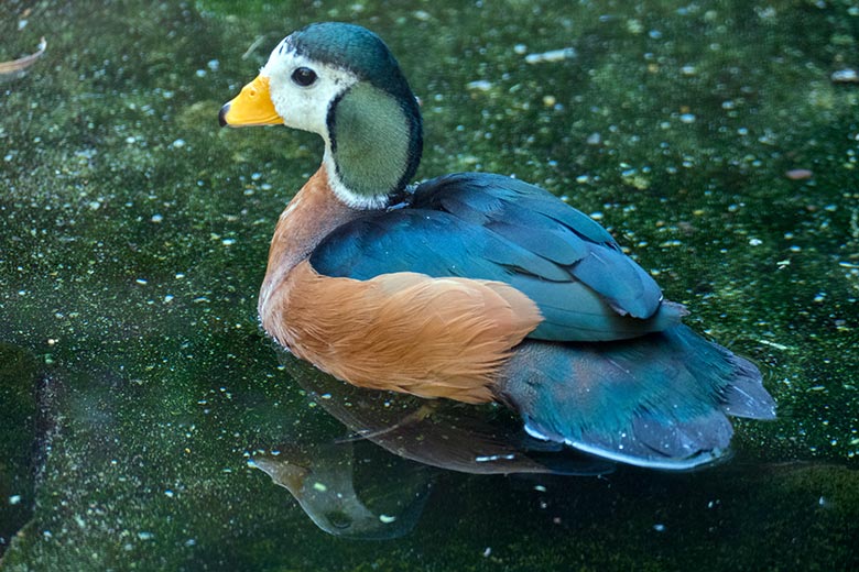 Männliche Afrikanische Zwergglanzgans am 7. August 2020 in einer Außenvoliere am Vogel-Haus im Grünen Zoo Wuppertal