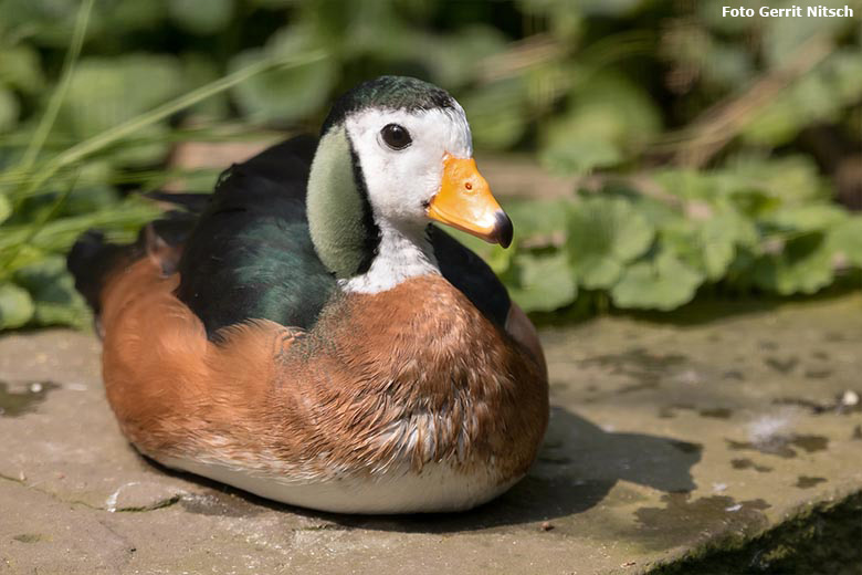 Männliche Afrikanische Zwergglanzgans am 11. August 2020 in einer Außenvoliere am Vogel-Haus im Grünen Zoo Wuppertal (Foto Gerrit Nitsch)