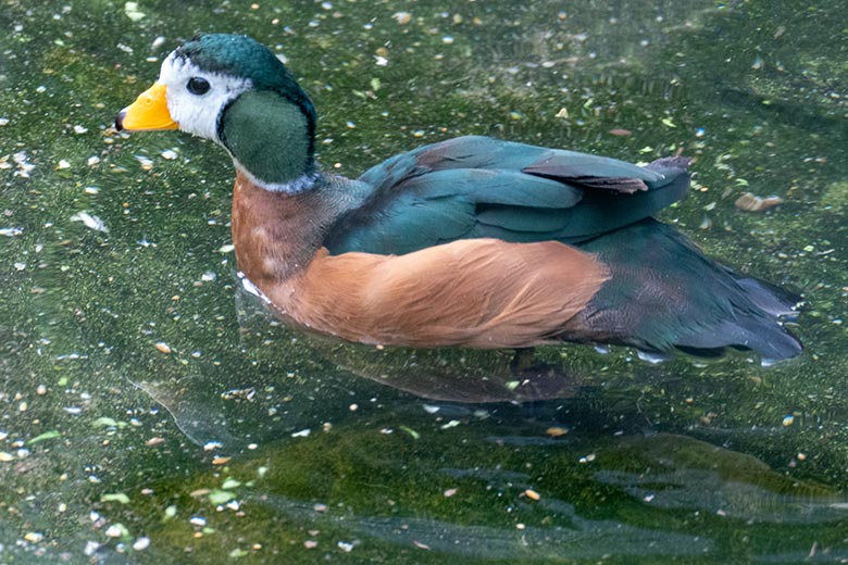 Männliche Afrikanische Zwergglanzgans am 18. September 2020 in einer Außenvoliere am Vogel-Haus im Grünen Zoo Wuppertal