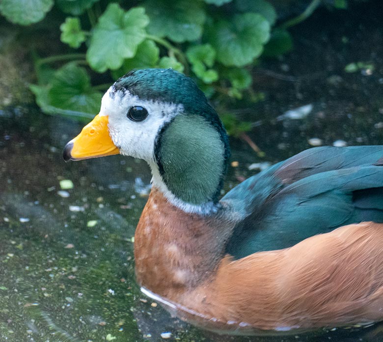 Männliche Afrikanische Zwergglanzgans am 18. September 2020 in einer Außenvoliere am Vogel-Haus im Zoo Wuppertal