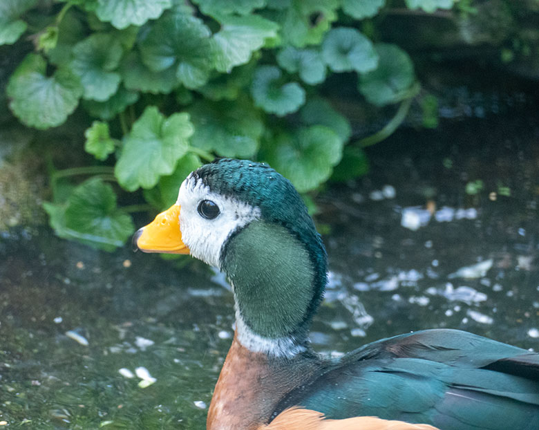 Männliche Afrikanische Zwergglanzgans am 18. September 2020 in einer Außenvoliere am Vogel-Haus im Wuppertaler Zoo