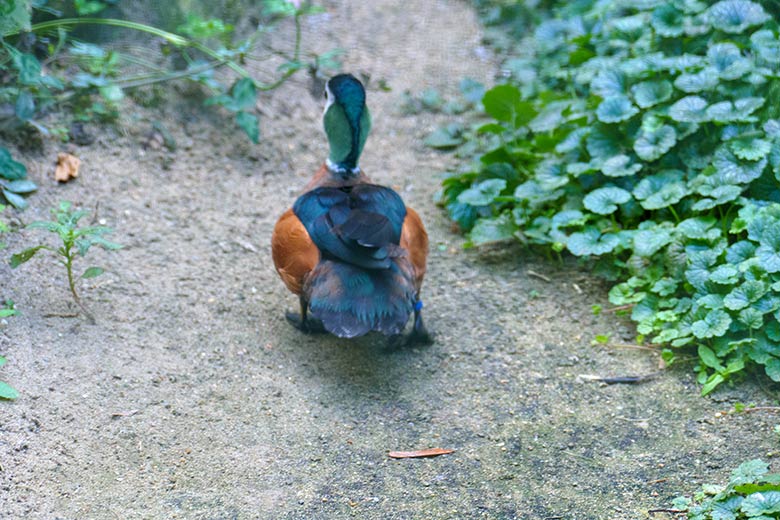 Männliche Afrikanische Zwergglanzgans am 18. September 2020 in einer Außenvoliere am Vogel-Haus im Zoologischen Garten Wuppertal