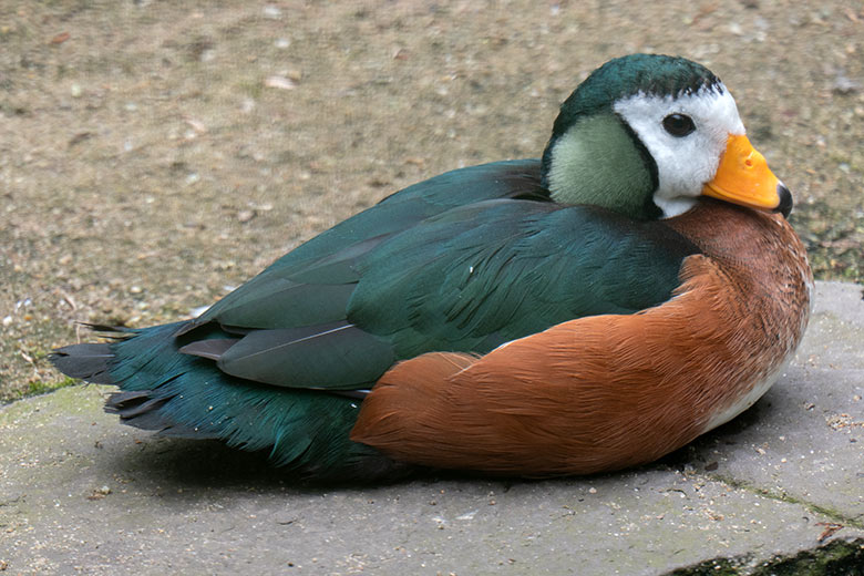 Afrikanische Zwergglanzgans am 8. Juni 2021 in der rechten Außenvoliere am Vogel-Haus im Grünen Zoo Wuppertal