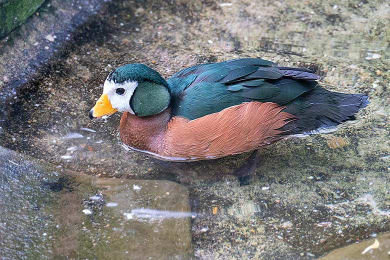 Männliche Afrikanische Zwergglanzgans am 11. Januar 2023 in der rechten Außenvoliere am Vogel-Haus im Grünen Zoo Wuppertal