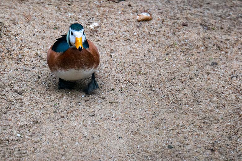 Männliche Afrikanische Zwergglanzgans am 30. Januar 2023 in der rechten Außenvoliere am Vogel-Haus im Grünen Zoo Wuppertal