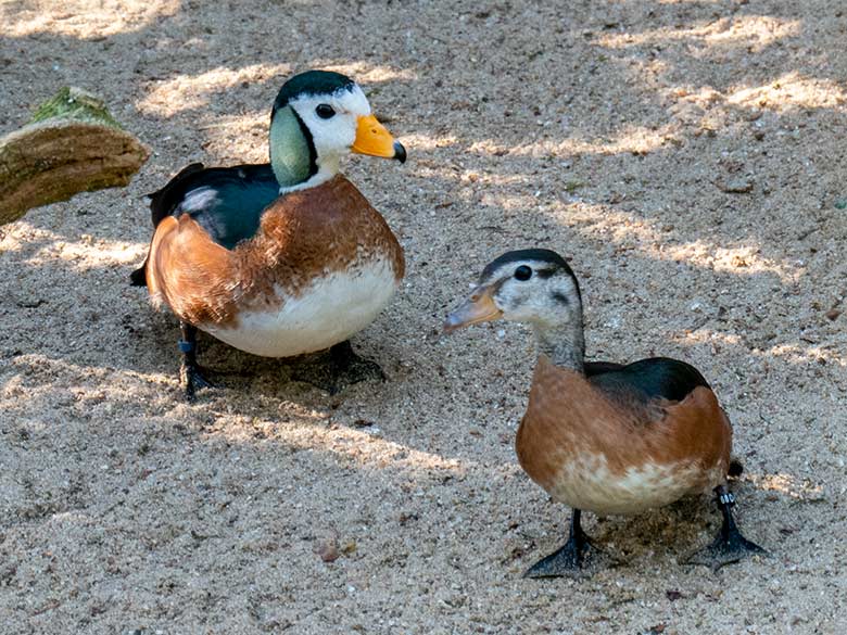 Männliche Afrikanische Zwergglanzgans und weibliche Afrikanische Zwergglanzgans am 14. Februar 2023 in der rechten Außenvoliere am Vogel-Haus im Grünen Zoo Wuppertal