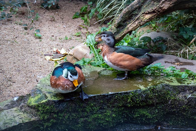 Männliche Afrikanische Zwergglanzgans und weibliche Afrikanische Zwergglanzgans am 19. September 2023 in der rechten Außenvoliere am Vogel-Haus im Grünen Zoo Wuppertal