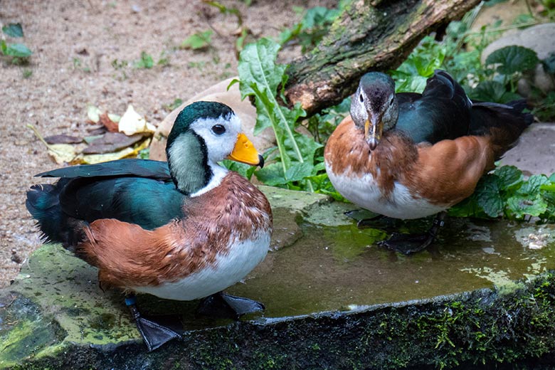 Männliche Afrikanische Zwergglanzgans und weibliche Afrikanische Zwergglanzgans am 19. September 2023 in der rechten Außenvoliere am Vogel-Haus im Zoo Wuppertal